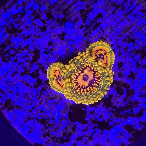 Zoanthus zoa  Grand Master Krakatoa (3 polipy) WYSIWYG #E0170