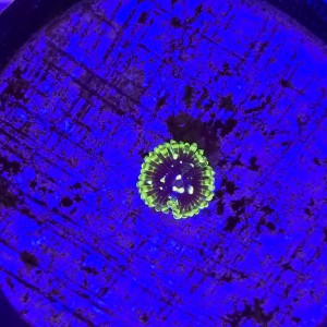Zoanthus Zoa Exosphere - 1 polip WYSIWYG #E0240
