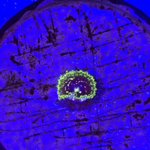 Zoanthus Zoa Exosphere - 1 polip WYSIWYG #E0127