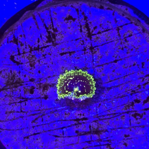 Zoanthus Zoa Exosphere - 1 polip WYSIWYG #E0127