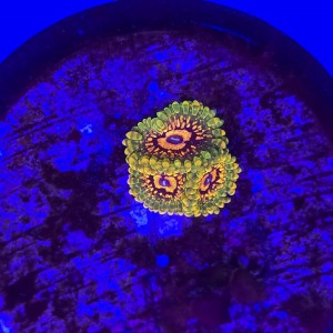 Zoanthus zoa  Grand Master Krakatoa (3 polipy) WYSIWYG #E0113