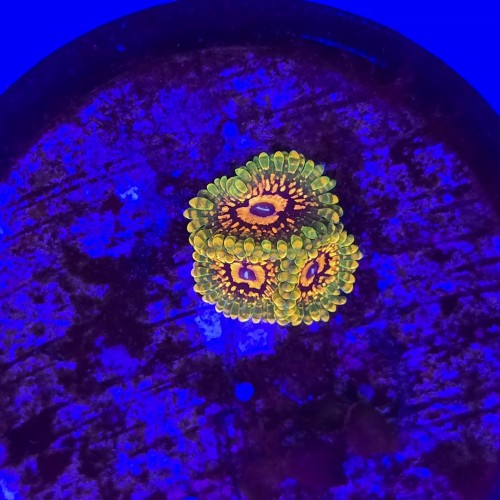 Zoanthus zoa  Grand Master Krakatoa (3 polipy) WYSIWYG #E0113