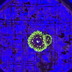 Zoanthus Zoa Exosphere (2 polipy) WYSIWYG E0209