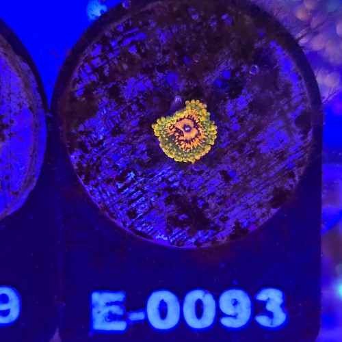 WhatsApp Image 2026-04-02 at 18.04.32 (4).jpeg