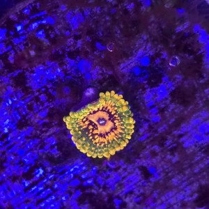 Zoanthus zoa  Grand Master Krakatoa WYSIWYG #E0093