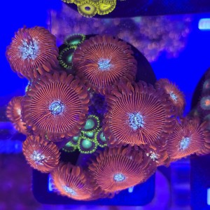 Zoanthus Magicians zoa and Radioactive Dragon Eye WYSIWYG #E0147