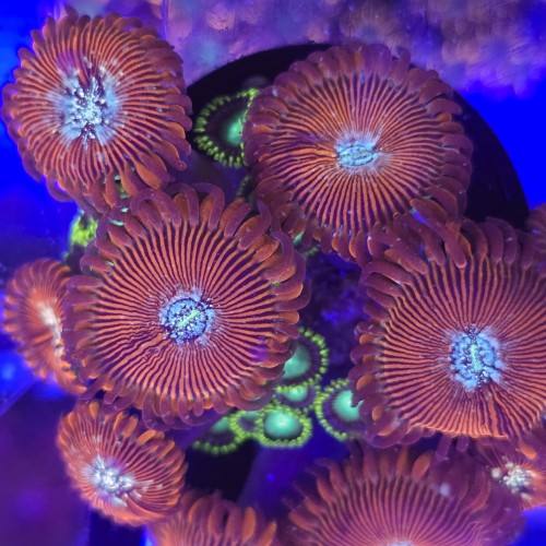 WhatsApp Image 2026-04-02 at 18.04.41 (2).jpeg