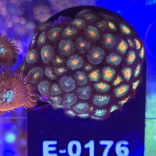 Zoanthus Premium Zoa WYSIWYG #E0176