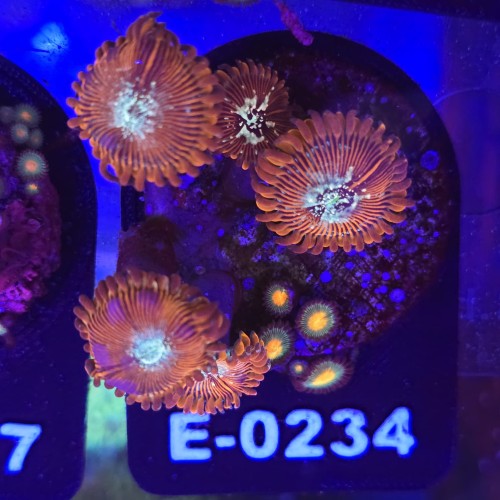 Zoanthus Premium Zoa WYSIWYG #E0234