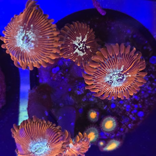 WhatsApp Image 2026-04-02 at 18.04.42 (2).jpeg