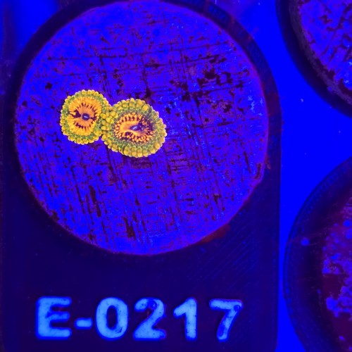 WhatsApp Image 2026-04-02 at 18.04.34 (1).jpeg