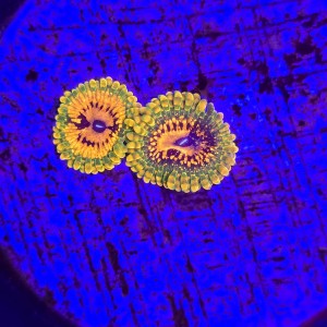 Zoanthus zoa  Grand Master Krakatoa (2 polipy) WYSIWYG #E0217