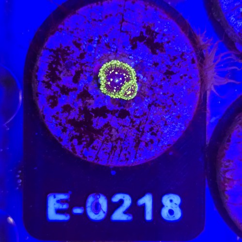 WhatsApp Image 2026-04-02 at 18.04.35.jpeg