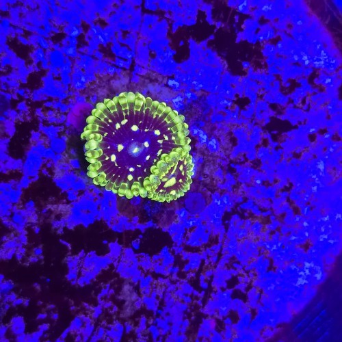 Zoanthus Zoa Exosphere - 1 polip + baby WYSIWYG E0218