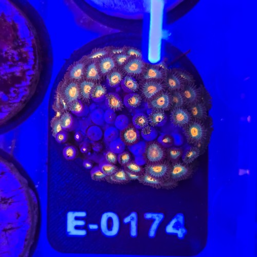 Zoanthus Premium Zoa WYSIWYG #E0174