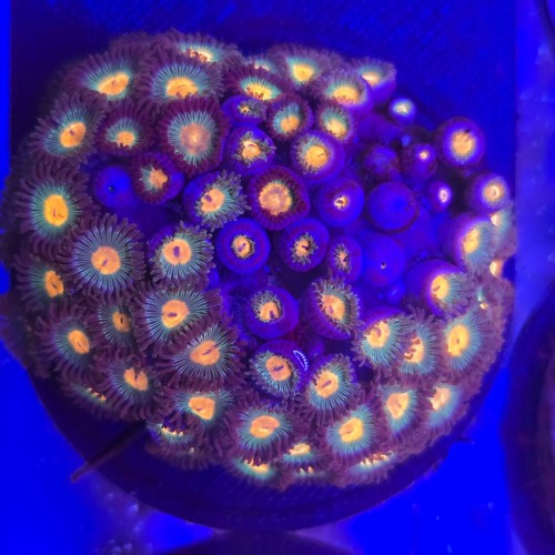 WhatsApp Image 2026-04-02 at 18.04.43 (1).jpeg