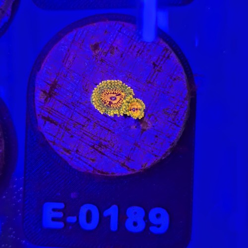 WhatsApp Image 2026-04-02 at 18.04.35 (4).jpeg