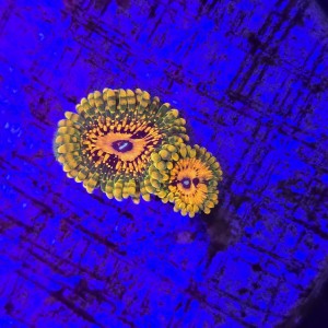 Zoanthus zoa  Grand Master Krakatoa (2 polipy) WYSIWYG #E0189