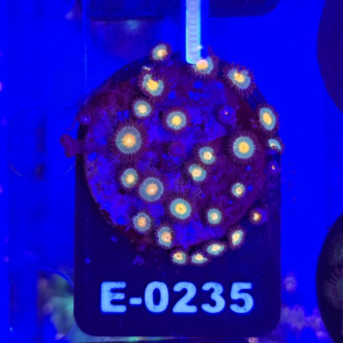 Zoanthus Premium Zoa WYSIWYG #E0235