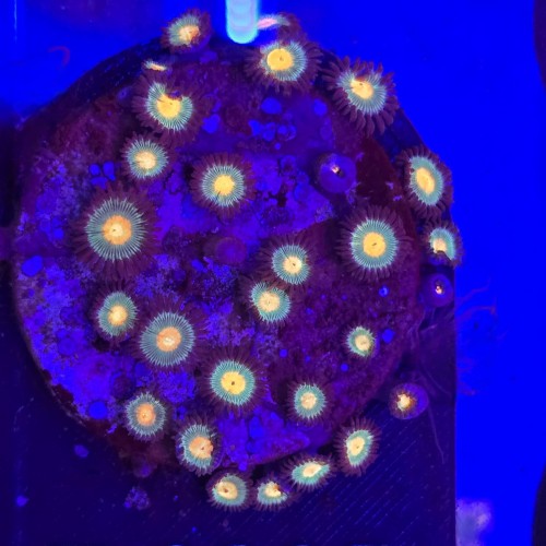 WhatsApp Image 2026-04-02 at 18.04.43 (5).jpeg