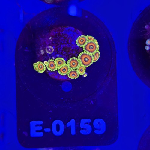 Zoanthus Premium Zoa WYSIWYG #E0159