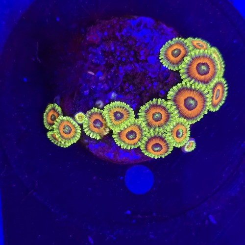 WhatsApp Image 2026-04-02 at 18.04.43 (6).jpeg