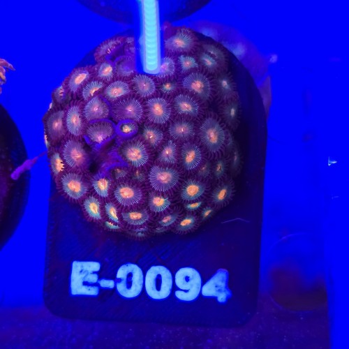 Zoanthus Premium Zoa WYSIWYG #E0094