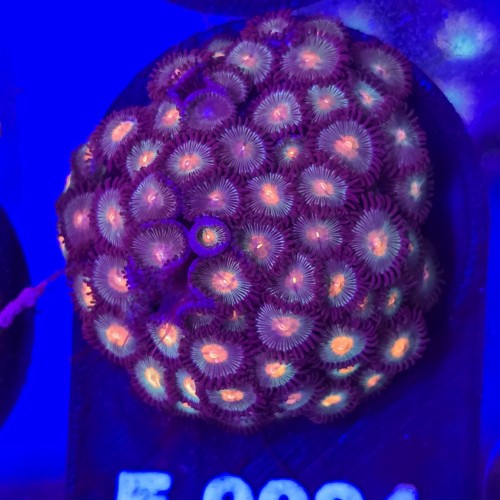 WhatsApp Image 2026-04-02 at 18.04.43 (7).jpeg