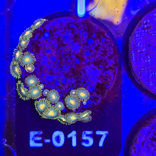 Zoanthus Premium Zoa WYSIWYG #E0157