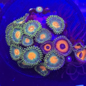 Zoanthus Premium Zoa WYSIWYG #E0135