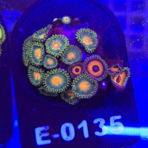 WhatsApp Image 2026-04-02 at 18.04.46.jpeg