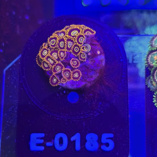 Zoanthus Premium Zoa WYSIWYG #E0185