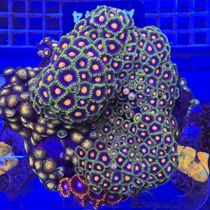 ZOA Garden Mix WYSIWYG #A0114