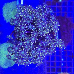 Clavularia Papaya Tricolor matecznik XL WYSIWYG #A0045