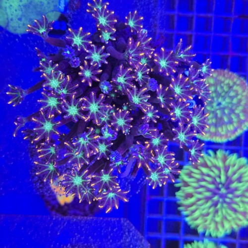 Clavularia Papaya Tricolor matecznik XL WYSIWYG #A0054