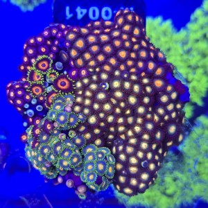 ZOA Garden Mix WYSIWYG #A0041