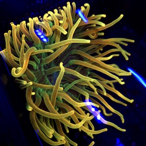 Ukwiał Chicago Sunburst Anemone Gold Entacmaea Quadricolor WYSIWYG 