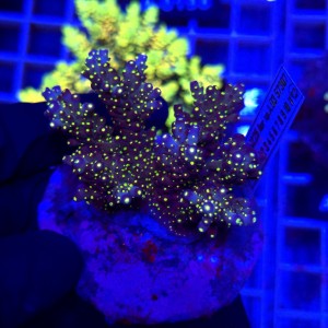 Acropora Tricolor matecznik WYSIWYG #A0167