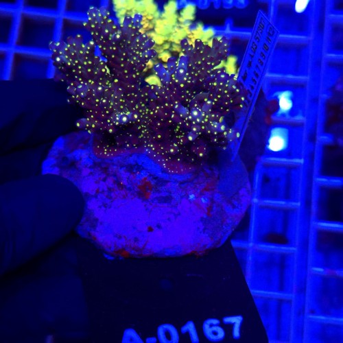 WhatsApp Image 2026-04-03 at 15.03.38 (5).jpeg