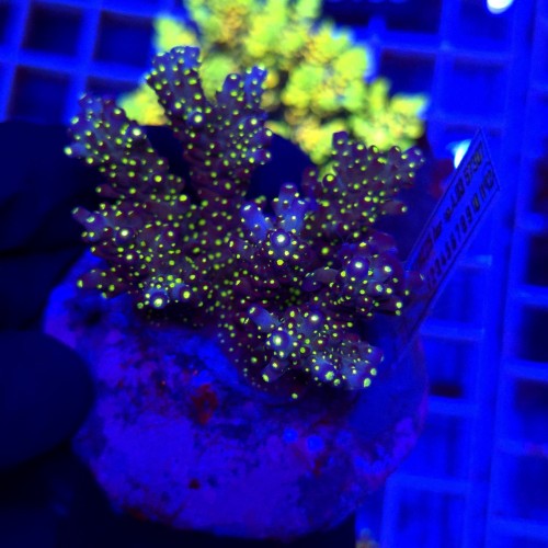 WhatsApp Image 2026-04-03 at 15.03.39.jpeg