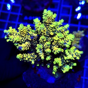 Acropora Rainbow matecznik WYSIWYG #A0181