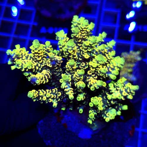Acropora Rainbow matecznik WYSIWYG #A0181