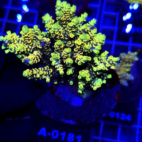 WhatsApp Image 2026-04-03 at 15.03.42 (4).jpeg