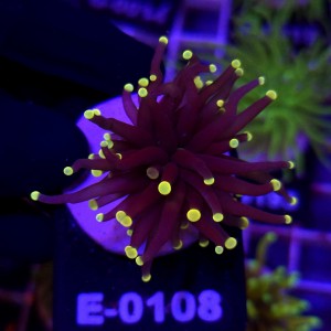 Euphyllia Glabrescens Black Torch Orange tips WYSIWYG #E0108