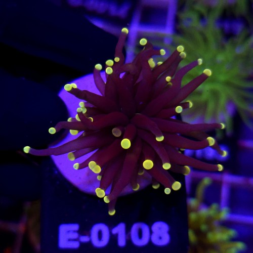 Euphyllia Glabrescens Black Torch Orange tips WYSIWYG #E0108