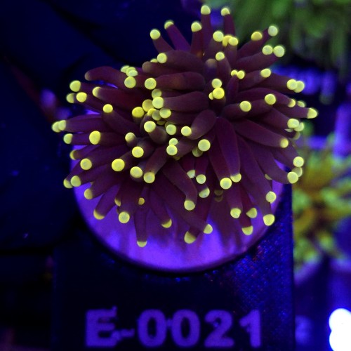 Euphyllia Glabrescens Black Torch Orange tips (2 głowy) WYSIWYG #E0021