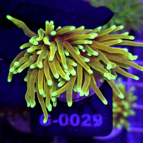 Euphyllia Glabrescens Hellfire (2 głowy) WYSIWYG #G0029