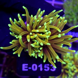 Euphyllia Glabrescens Hellfire (2 głowy) WYSIWYG #E0153