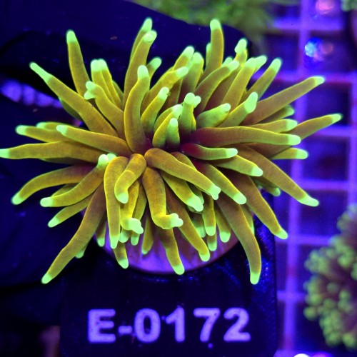 Euphyllia Glabrescens Hellfire (2 głowy) WYSIWYG #E0172