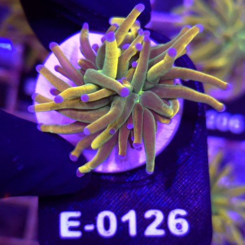 Euphyllia Glabrescens Holy Grail US Style WYSIWYG #E0126